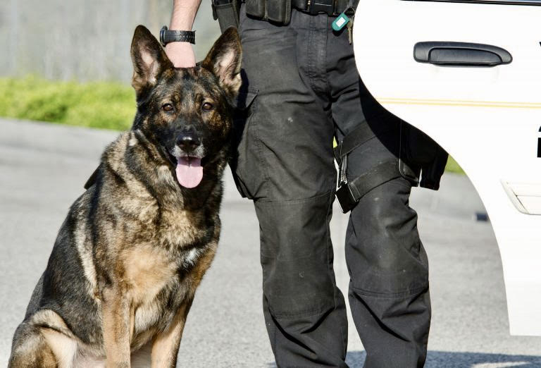 SIA licensed security dog handler with a trained German Shepherd