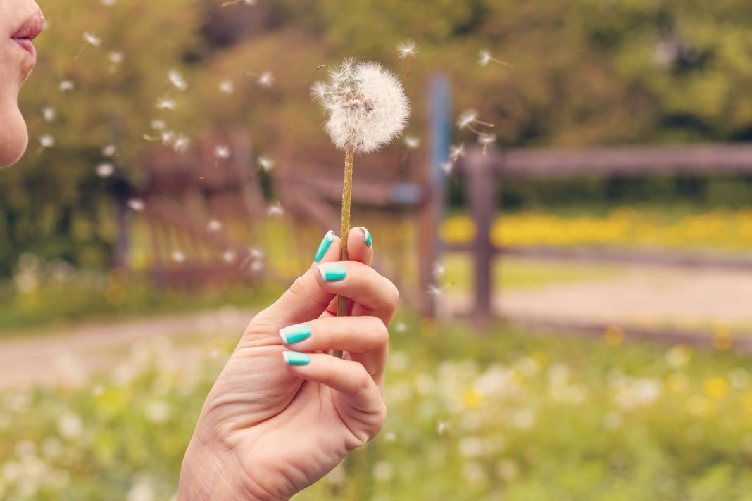A photo of a person blowing pollen