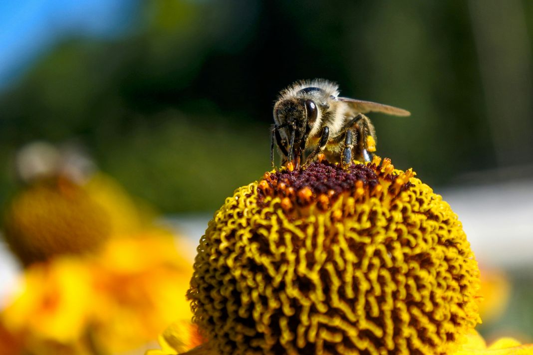 A photo of bee pollinating a flower
